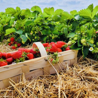 edbeerhof-imager-r3-c1