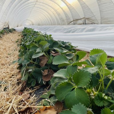 edbeerhof-imager-r3-c3