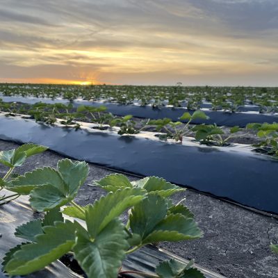 edbeerhof-imager-r4-c3