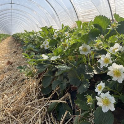 edbeerhof-imager-r4-c8