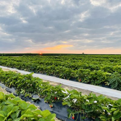 edbeerhof-imager-r5-c2