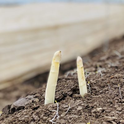 edbeerhof-imager-r5-c5