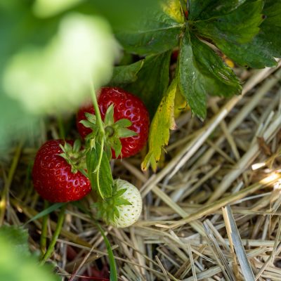 edbeerhof-imager-r5-c8